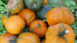 2026 pumpkin spray schedule out now: Fungicide tables available