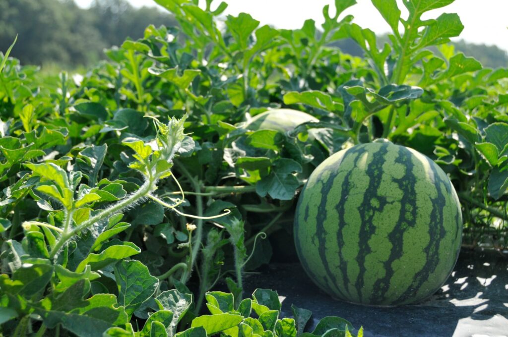 Georgia watermelon season peaks this week