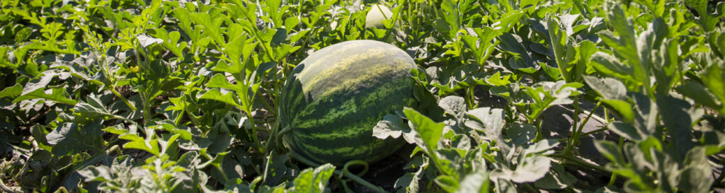 With crops in the ground, Florida watermelon growers face uncertainty