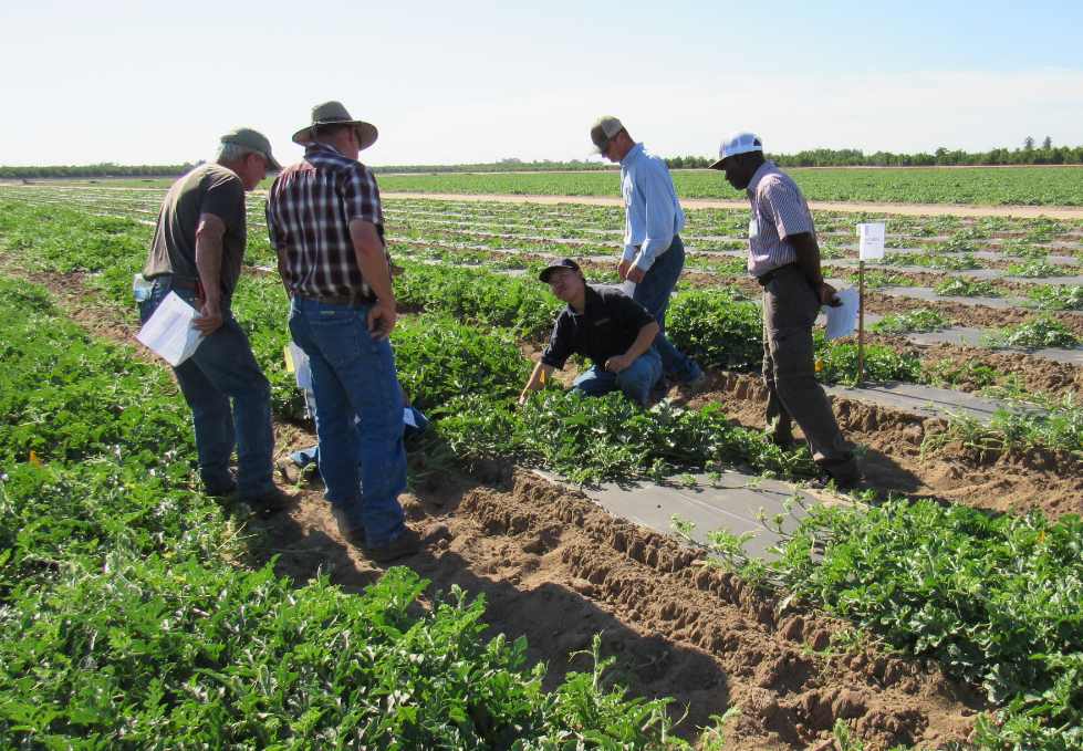 Grafting watermelons could boost yields for California growers
