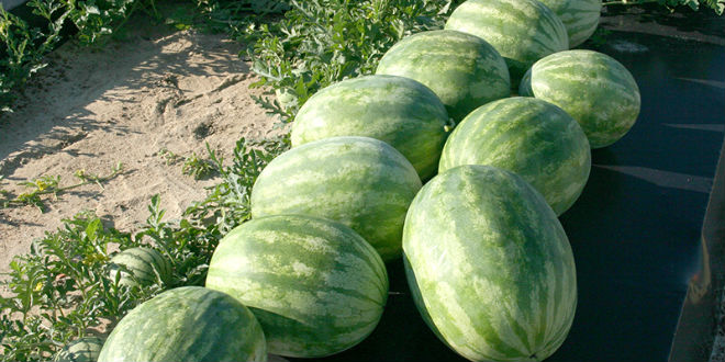 Florida Cucurbit Growers’ Conference to be held virtually Nov. 18