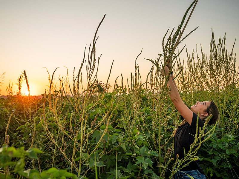 Fighting weeds in a changing world