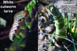 White cutworm larva and damage. Photo: MSU