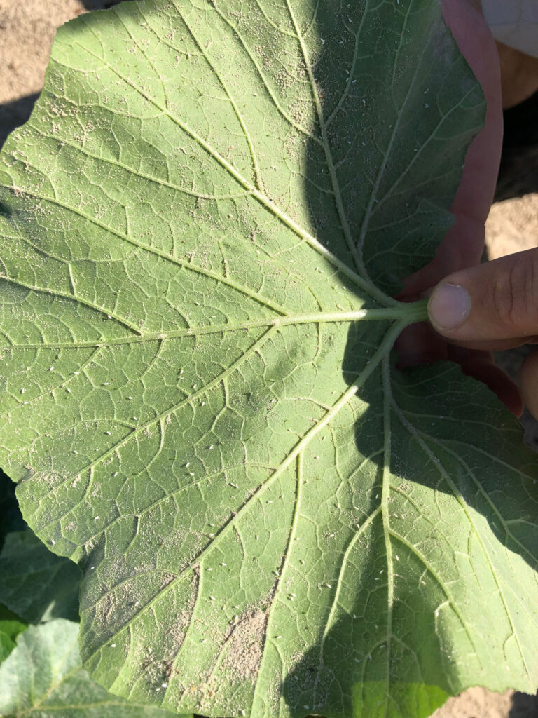 Extensive research study aimed at whitefly management