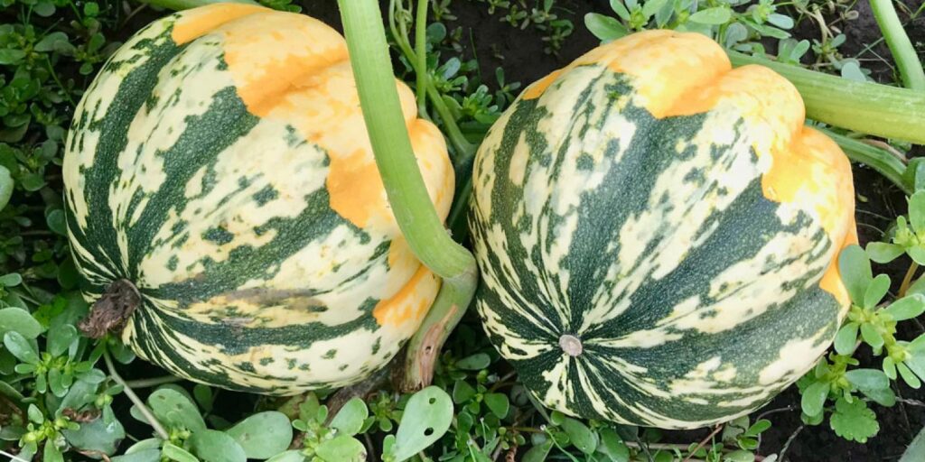 Developing Oregon’s Winter Vegetable Market project fills need