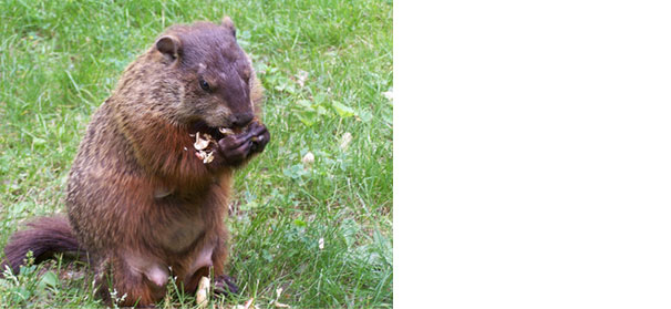 How many veggies can a woodchuck chuck?