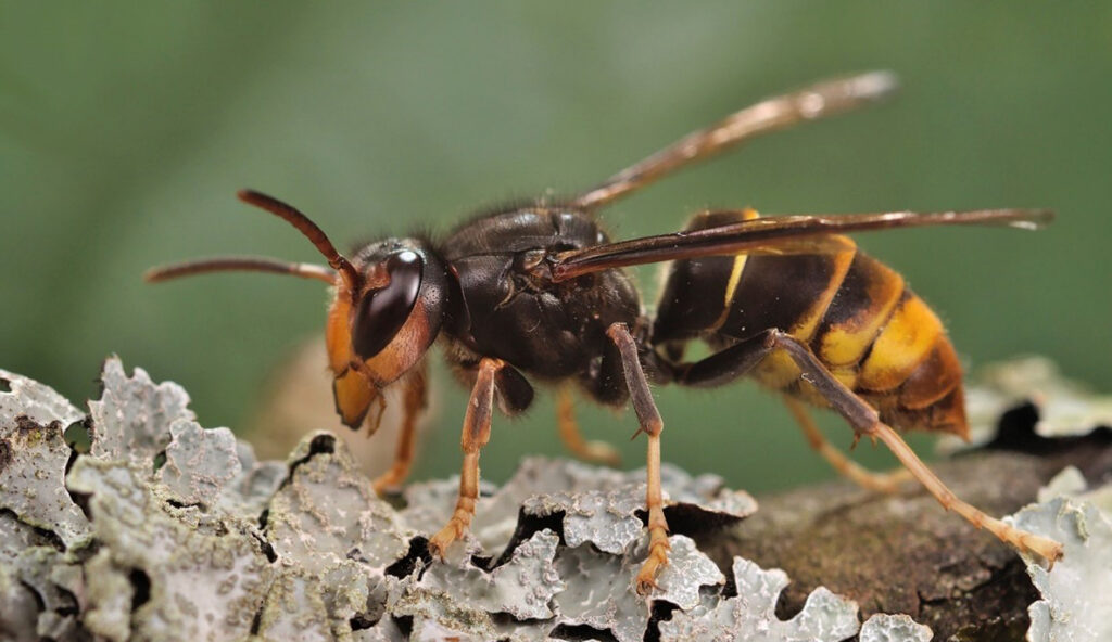 Hornet bee predator nest eradicated in Georgia