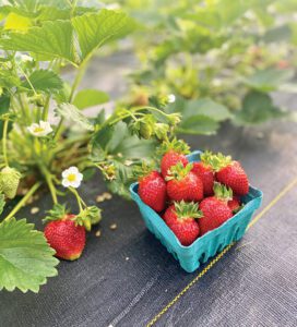 Growing fruit — and farmers — in Michigan