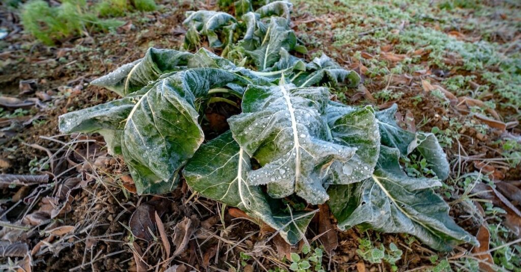 Deep freeze saddles Florida vegetable growers with hundreds of millions in crop damage
