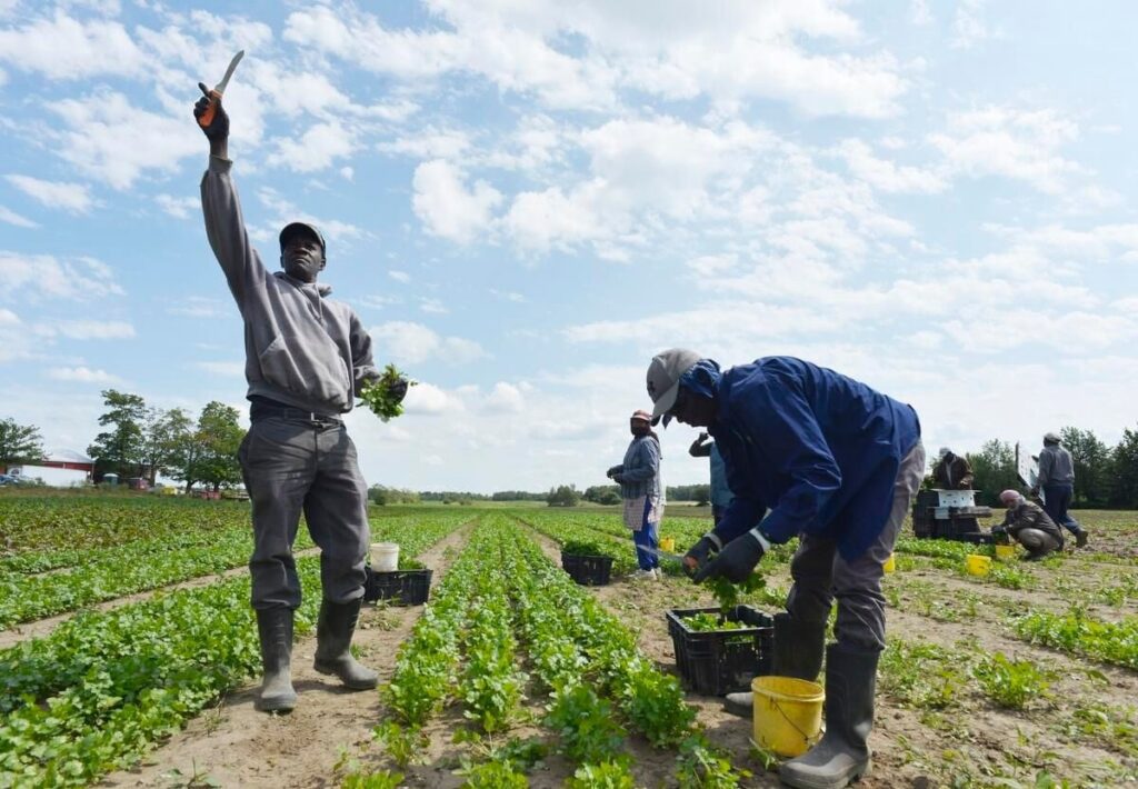 Powerful partnership: How Jamaica’s H-2 workers withstood Hurricane Melissa