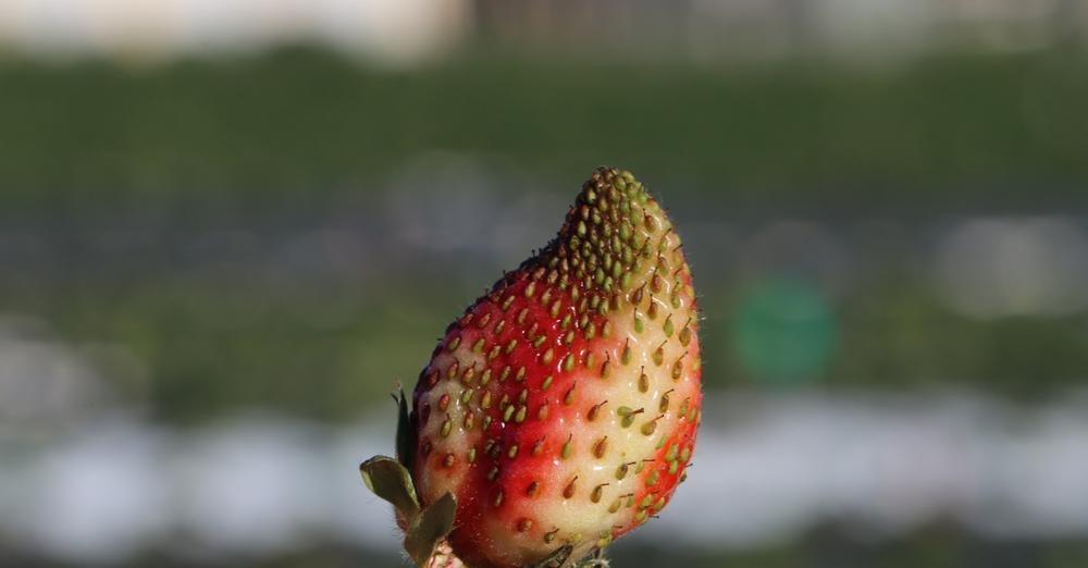 Winter blast prompts Florida officials to push for USDA disaster assistance