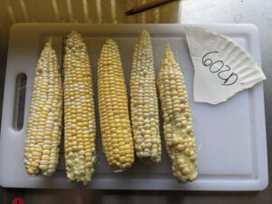 Veg Connections: Perennial living mulch systems tested in organic sweet corn