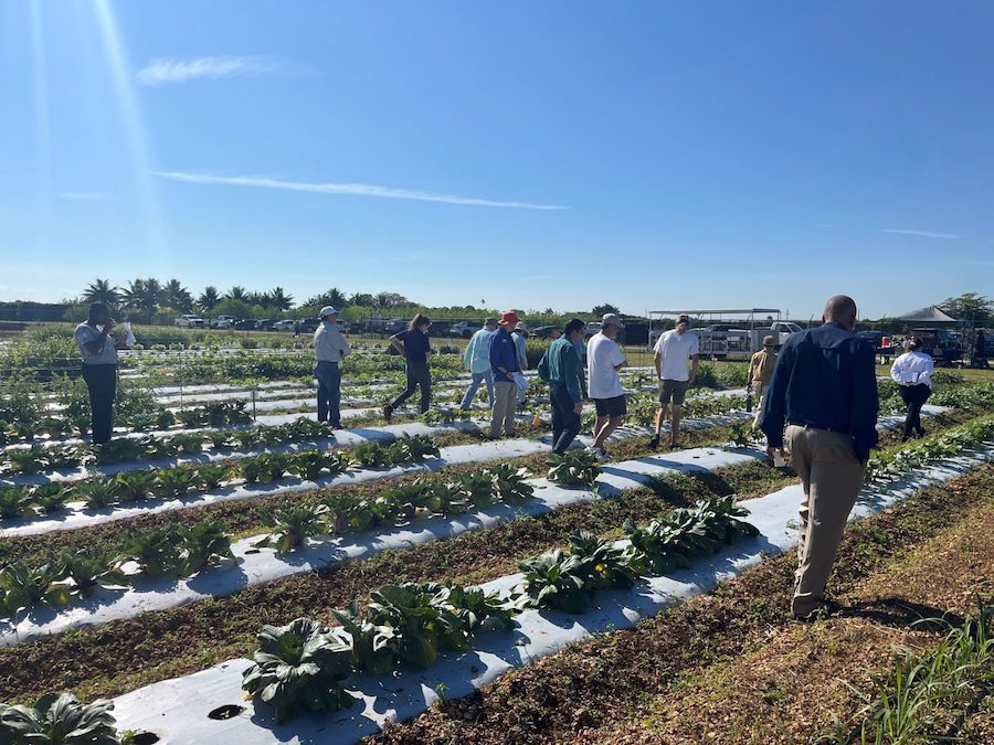 Food is Medicine: growers explore edamame, ube as UF program expands crop diversity