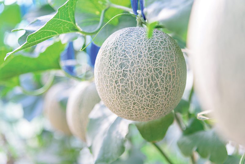 Mesotunnels and muskmelons: optimization of organic row covers