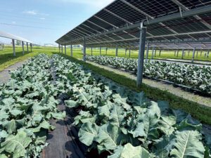 Agrivoltaics in action: Iowa State research uncovers best crops for solar