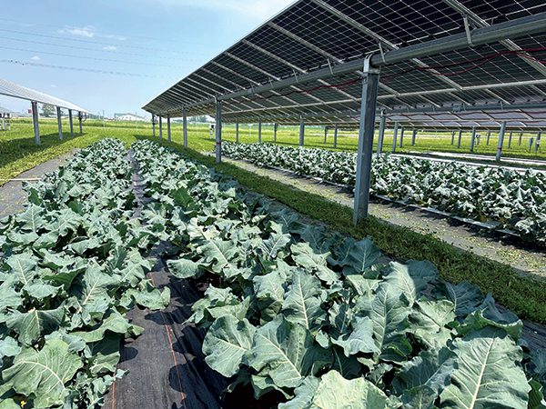 Agrivoltaics in action: Iowa State research uncovers best crops for solar