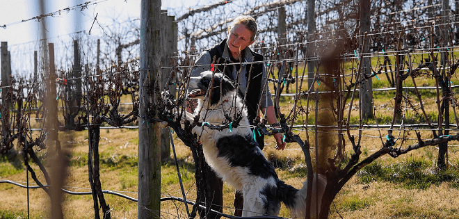 Think your good boy (or girl) is the best? Nominations open for 2027 Farm Dog of the Year