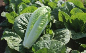 Syngenta intros INSV-resistant romaine lettuce variety ‘Renegade’