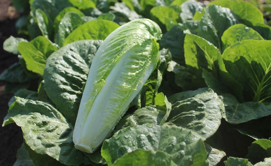 Syngenta intros INSV-resistant romaine lettuce variety ‘Renegade’