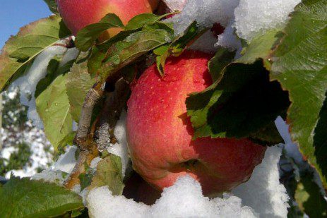 Pennsylvania farmers: Everything you need to file for USDA freeze assistance