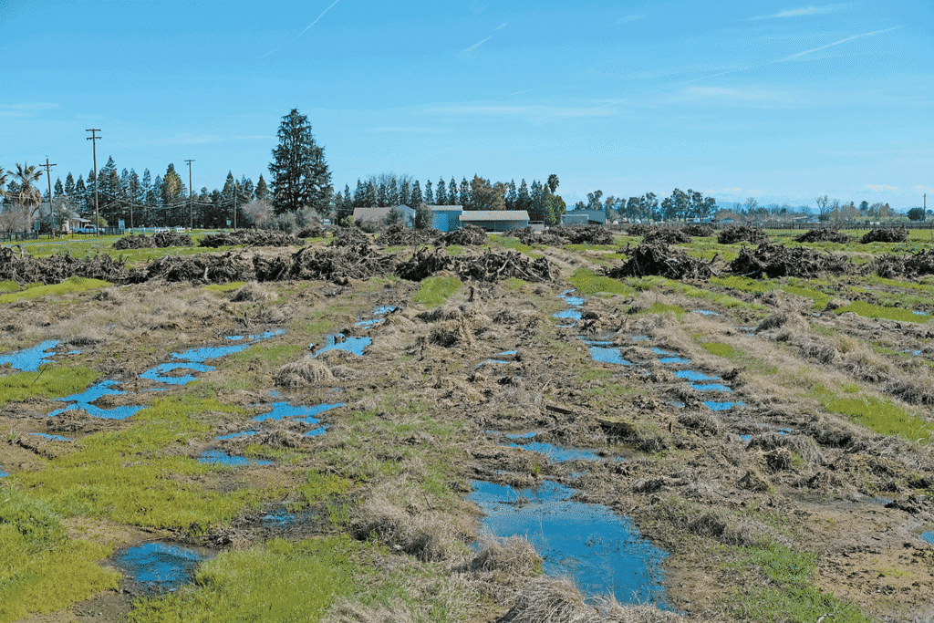 California farms adapt to water crisis with AI, drip irrigation and permanent crops