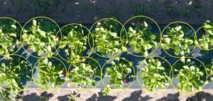 UF experts deploy AI to help farmers forecast tomato yields