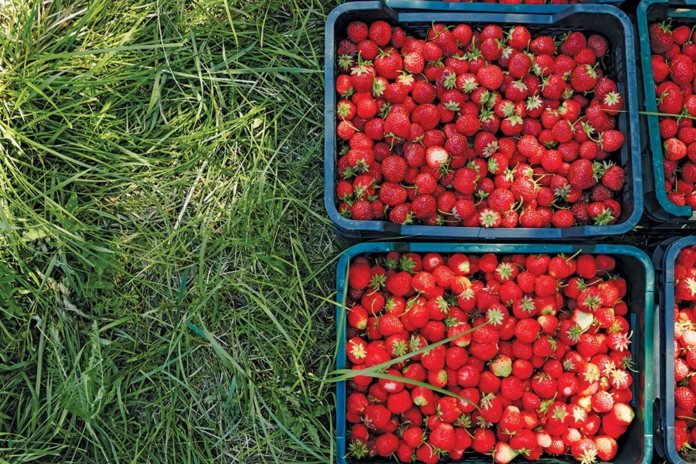 2026 FGN Labor Survey: Growers turn to H-2A, automation to fill workforce gaps