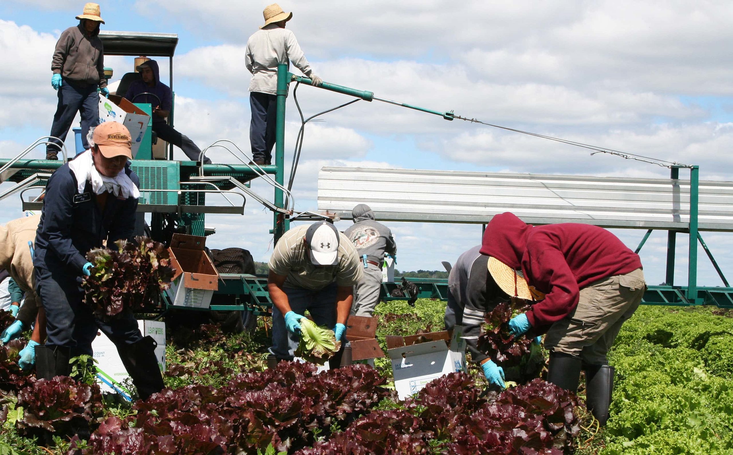 farmworkers harvesting